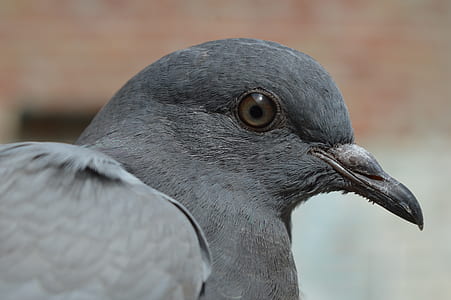 grey pigeon thumbnail