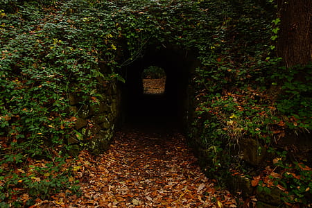 Concrete Tunnel in Forest thumbnail