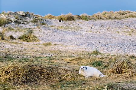 focus photo of white sea lion lying on green grass field thumbnail