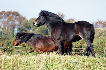 two horses on green grass field thumbnail