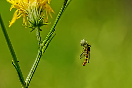 selective photography of hoover fly thumbnail