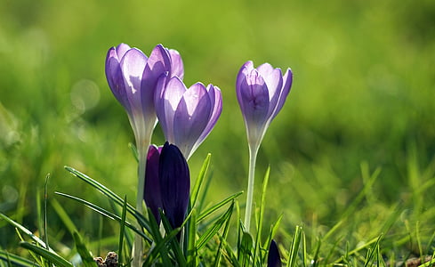 selective focus photography of blue petaled flower thumbnail
