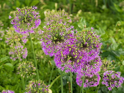 focus photography of pink flowers thumbnail
