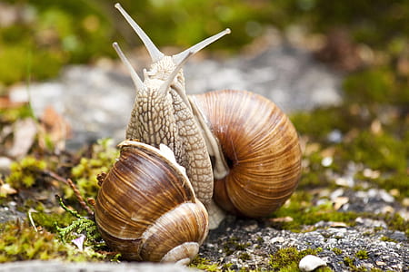 macro photography of two brown snails thumbnail