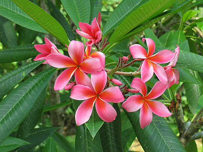 green plant with pink flowers thumbnail