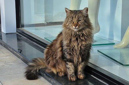 short-haired black and brown cat sitting near mannequin thumbnail