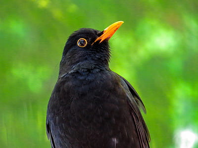 black bird with orange beak in selective focus photography thumbnail