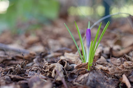 selective-focus photography of purple petaled flower thumbnail