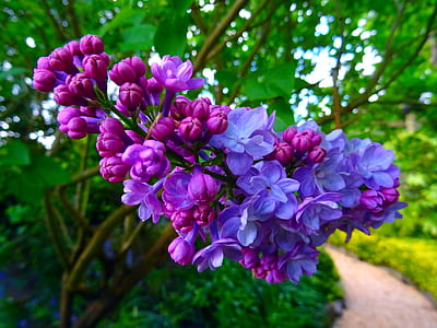 nature, flowers, garden, trees thumbnail