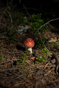 red and white poisonous mushroom near green grasses thumbnail