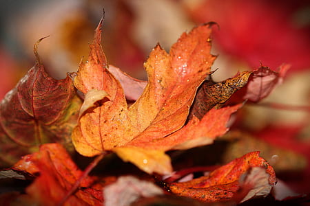 selective focus photography of maple leaf thumbnail
