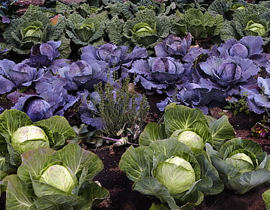 purple and green cabbage in bloom thumbnail