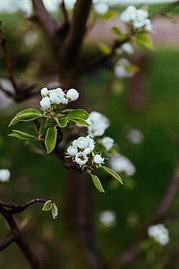Little flowers on trees thumbnail