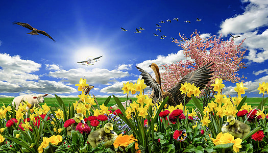 yellow flowers photography thumbnail