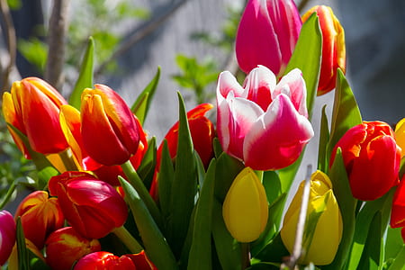 selective focus photography of yellow and red petaled flowers thumbnail