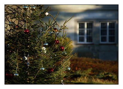 red and gray baubles hanged on Christmas tree outside house thumbnail