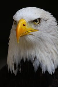 bald eagle thumbnail