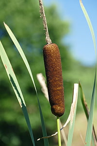 brown plant closeup photo thumbnail