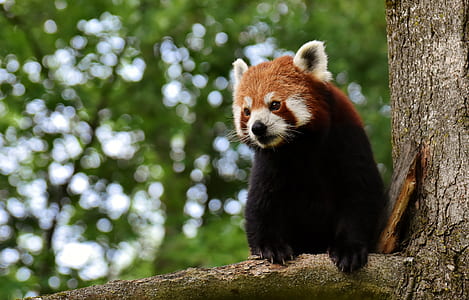 red panda on tree thumbnail