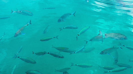 school of gray fish during daytime thumbnail