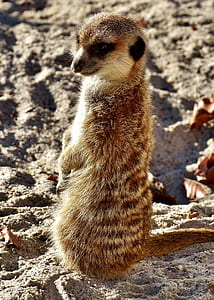 closeup photo of mercat thumbnail