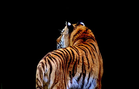 brown tiger with black background thumbnail