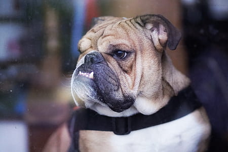 adult tan and white English bulldog on focus photo thumbnail