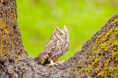 brown owl perch on brown tree at daytime thumbnail