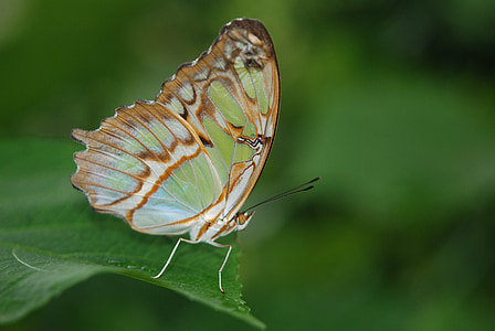 selective focus photography of green and brown butterfly perched on green leaf thumbnail