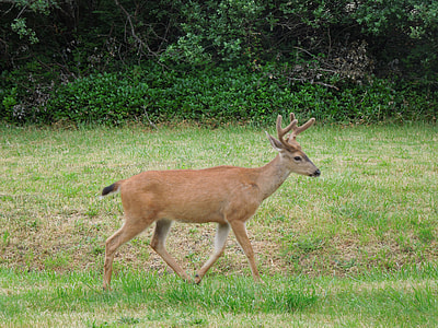 brown deer during daytime thumbnail