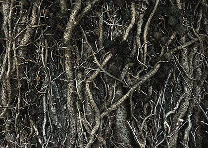 gray scale photo of roots thumbnail