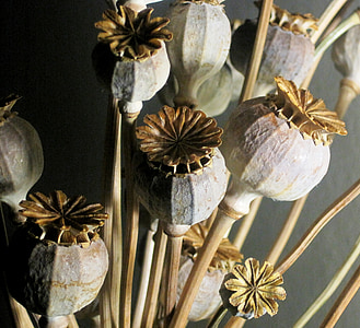 closeup photo of beige flowers thumbnail