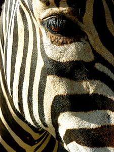 zebra portrait thumbnail