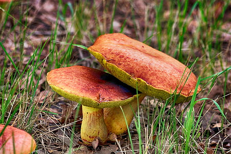 two mushrooms on grass field thumbnail