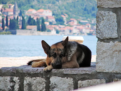 tan and black German shepherd lying on stone thumbnail