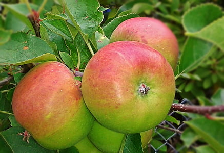 apple, fruit, food, fruits, healthy, delicious thumbnail