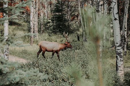 brown four legged animal with horn in the middle of forest thumbnail