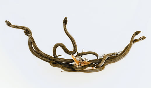 brown snakes thumbnail