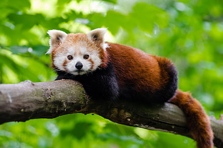 photo of brown and beige red panda on tree thumbnail