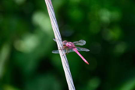 nature, legs, animal, transparent thumbnail