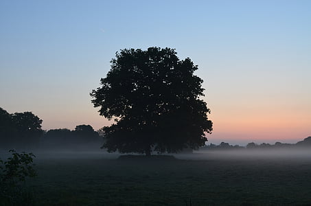 silhouette of tree thumbnail