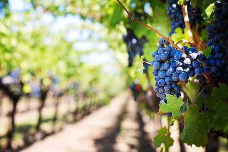 photo of blueberries during daytime thumbnail