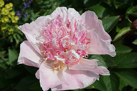 pink flower in macro lens photography thumbnail