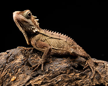 wildlife photography of brown iguana on brown rock thumbnail