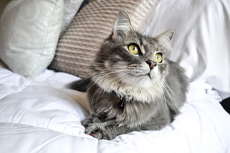 closeup photo of short-fur gray cat thumbnail