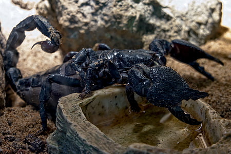 black scorpion close-up photography thumbnail