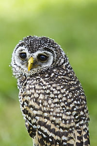 gray owl thumbnail