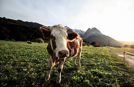 brown and white cattle on green yard thumbnail