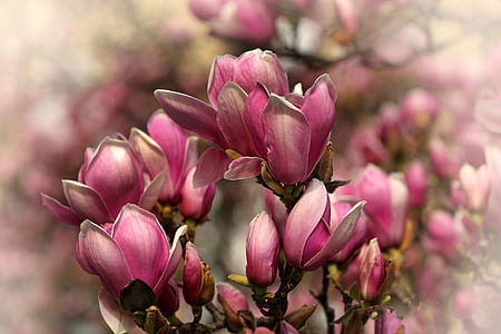 focus photography of pink cluster flowers thumbnail