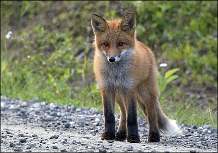 selective focus red fox thumbnail